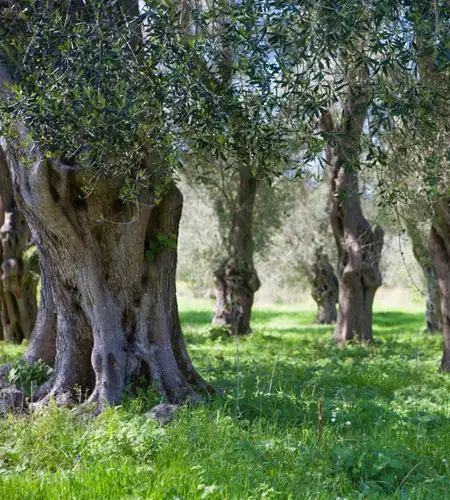 Olive Oil and Wine in Corfu 99Knots 2