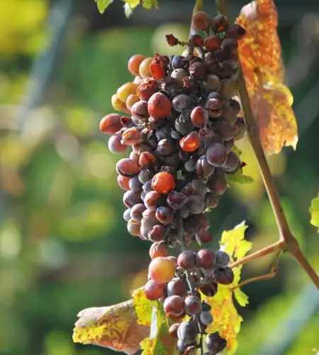 Olive Oil and Wine in Corfu 99Knots 3