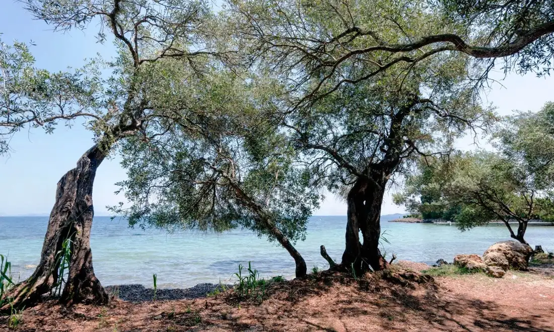 Olive Oil and Wine in Corfu