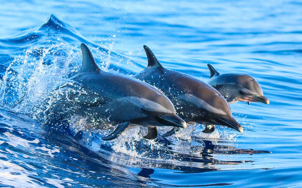 A Day With the Dolphins of the Ionian 1 A Day With the Dolphins of the Ionian