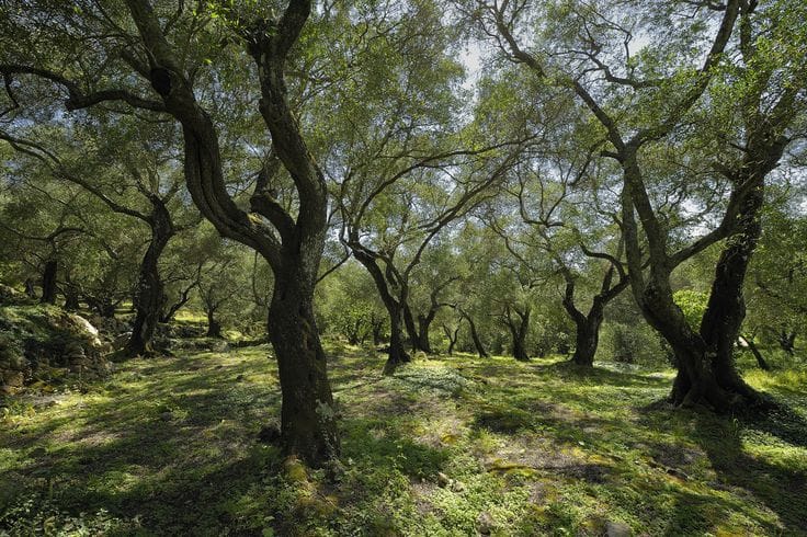 The Olive Groves That Shaped a Culture 3 The Olive Groves That Shaped a Culture
