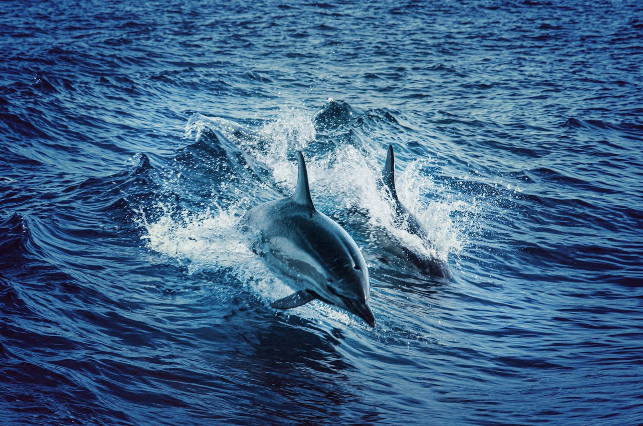 Swimming With Dolphins: How 99knots Maximizes Marine Encounters